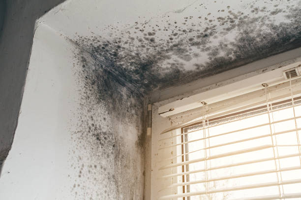 Affordable Crawl Space Mold Removal solutions in Danville, KY
